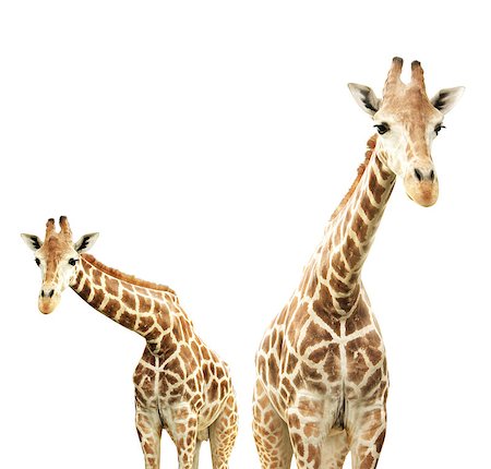 simsearch:400-08628372,k - Two giraffes. Isolated on white background Foto de stock - Super Valor sin royalties y Suscripción, Código: 400-08777109