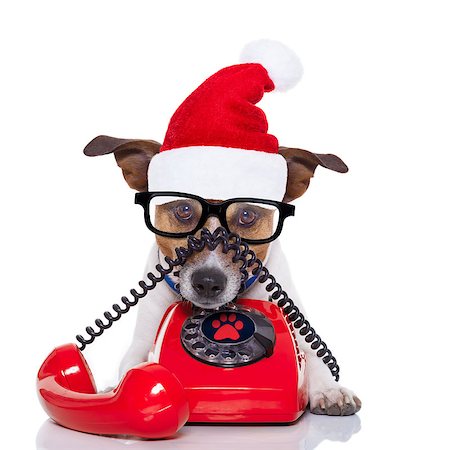 simsearch:400-07984991,k - jack russell dog with red  christmas santa claus hat  for xmas holidays calling on the phone or telephone Photographie de stock - Aubaine LD & Abonnement, Code: 400-08777201
