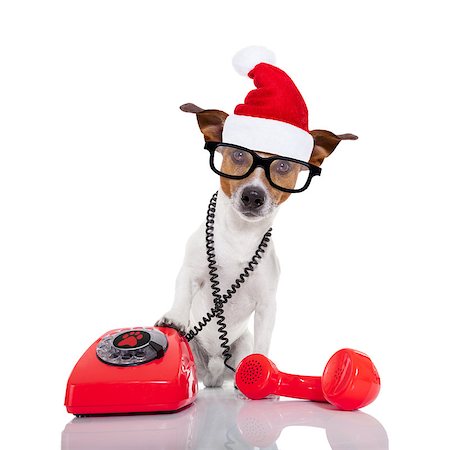 simsearch:400-07984991,k - jack russell dog with red  christmas santa claus hat  for xmas holidays calling on the phone or telephone Photographie de stock - Aubaine LD & Abonnement, Code: 400-08777202