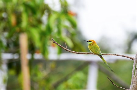 Little Green Bee Eater or Merops orientalis bird Stock Photo - Budget Royalty-Free & Subscription, Code: 400-08777572