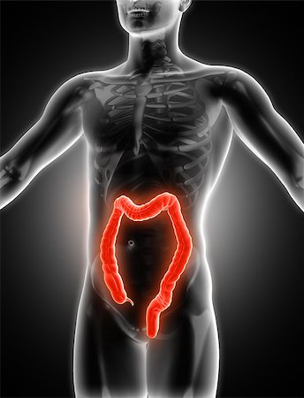 simsearch:400-08647675,k - 3D render of a medical image of a male figure with colon highlighted Stockbilder - Microstock & Abonnement, Bildnummer: 400-08777924