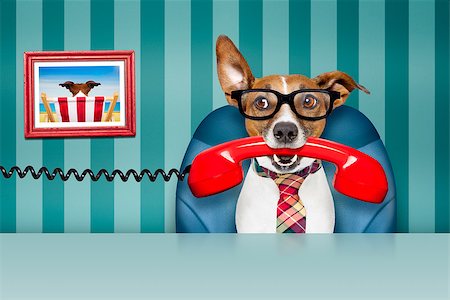 office businessman jack russell  dog  as  boss and chef , busy and burnout , sitting on leather chair and desk, telephones hanging around Stock Photo - Budget Royalty-Free & Subscription, Code: 400-08778135