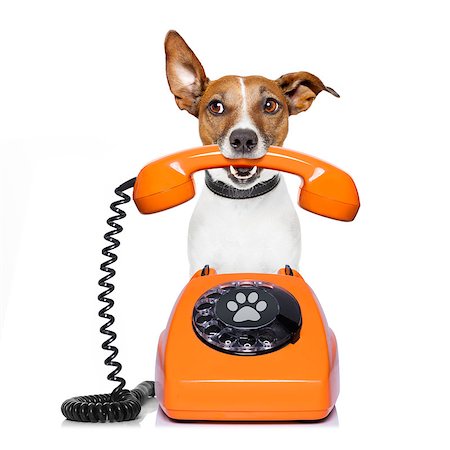simsearch:400-07984991,k - Jack russell dog with glasses as secretary or operator with red old  dial telephone or retro classic phone Photographie de stock - Aubaine LD & Abonnement, Code: 400-08778137