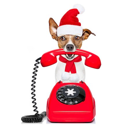 simsearch:400-07984991,k - jack russell dog with red  christmas santa claus hat  for xmas holidays calling on the phone or telephone Photographie de stock - Aubaine LD & Abonnement, Code: 400-08778138