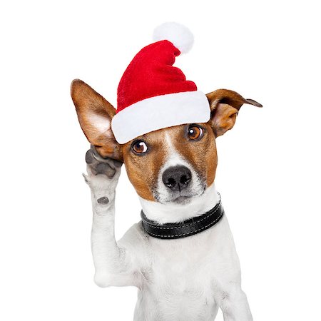 simsearch:400-06700777,k - jack russell dog listening with one ear very carefully, with red santa claus hood or hat , for xmas or christmas holidays Foto de stock - Super Valor sin royalties y Suscripción, Código: 400-08778149