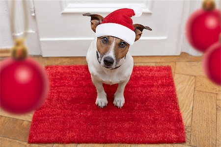 dog welcome mat - jack russell dog  waiting a the door at home with leather leash, ready to go for a walk with his owner for christmas ot xmas holidays with red santa claus hat Stock Photo - Budget Royalty-Free & Subscription, Code: 400-08778158