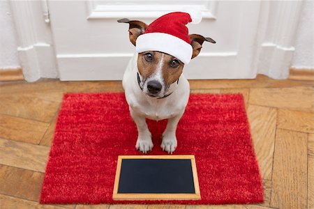 dog welcome mat - jack russell dog  waiting a the door at home with leather leash, ready to go for a walk with his owner for christmas holidays  with blackboard placard banner with red santa claus hat Stock Photo - Budget Royalty-Free & Subscription, Code: 400-08778159