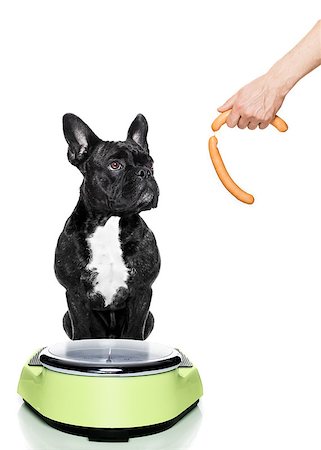 photo angry at dinner - owner punishing dog with sausage for overweight, and to loose weight , standing on a scale, isolated on white background Stock Photo - Budget Royalty-Free & Subscription, Code: 400-08778151