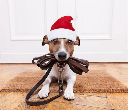 dog welcome mat - jack russell dog  waiting a the door at home with leather leash, ready to go for a walk with his owner for christmas ot xmas holidays with red santa claus hat Stock Photo - Budget Royalty-Free & Subscription, Code: 400-08778153