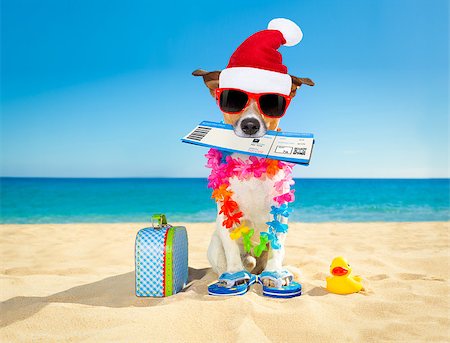 funny jack russell christmas pictures - jack russell dog relaxing in winter christmas  holidays with check in boarding pass ticket and bag or luggage at the ocean beach , wearing red santa claus hat Stock Photo - Budget Royalty-Free & Subscription, Code: 400-08778168