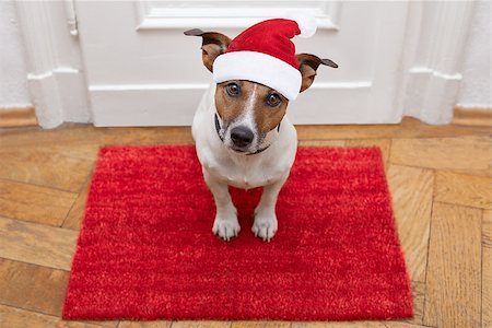 dog welcome mat - jack russell dog  waiting a the door at home with leather leash, ready to go for a walk with his owner for christmas holidays with red santa claus hat Stock Photo - Budget Royalty-Free & Subscription, Code: 400-08778160