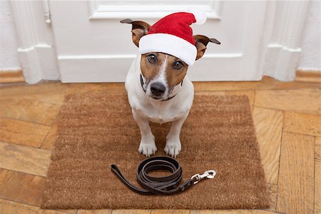 dog welcome mat - jack russell dog  waiting a the door at home with leather leash, ready to go for a walk with his owner for christmas ot xmas holidays with red santa claus hat Stock Photo - Budget Royalty-Free & Subscription, Code: 400-08778161