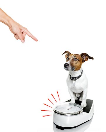 photo angry at dinner - owner punishing dog with guilty conscience pointing with finger for overweight, and to loose weight , standing on a scale, isolated on white background Stock Photo - Budget Royalty-Free & Subscription, Code: 400-08778179