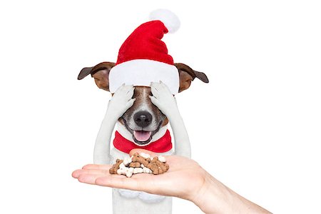 simsearch:400-07050961,k - jack russell dog with red  christmas santa claus hat  for xmas holiday hiding with closed eyes ,excited and surprised for the treats Stock Photo - Budget Royalty-Free & Subscription, Code: 400-08778182