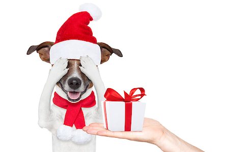 simsearch:400-07050961,k - jack russell dog with red  christmas santa claus hat  for xmas holiday hiding with closed eyes ,excited and surprised for the gift or present box Stock Photo - Budget Royalty-Free & Subscription, Code: 400-08778183