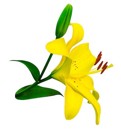 easter lily background - lily flowers isolated. lily flowers. lily flowers isolated on white background.lily. yellow lilies Stock Photo - Budget Royalty-Free & Subscription, Code: 400-08778355