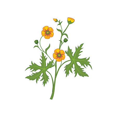 Buttercup Wild Flower Hand Drawn Detailed Illustration. Plant Realistic Artistic Drawing Isolated On White Background. Stock Photo - Budget Royalty-Free & Subscription, Code: 400-08778387