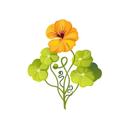 Nasturtium Wild Flower Hand Drawn Detailed Illustration. Plant Realistic Artistic Drawing Isolated On White Background. Stock Photo - Budget Royalty-Free & Subscription, Code: 400-08778382