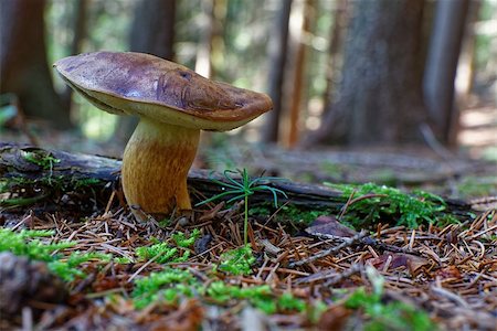 Imleria badia (bay bolete) edible mushroom growing in the forest. Stock Photo - Budget Royalty-Free & Subscription, Code: 400-08778703