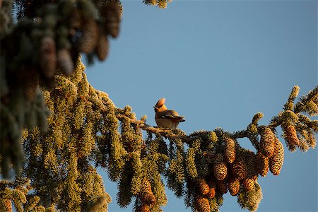 Bohemian Waxwing Sitting in Tree with a clear blue sky. Stock Photo - Budget Royalty-Free & Subscription, Code: 400-08778792