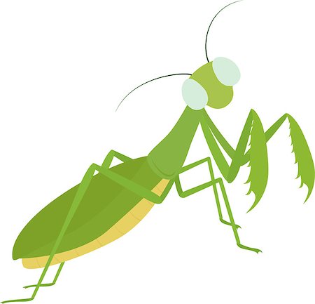 Green cartoon insect Mantis Isolated on white Stock Photo - Budget Royalty-Free & Subscription, Code: 400-08779455