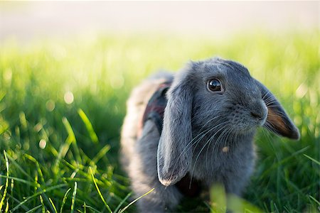 simsearch:400-04577365,k - Gray rabbit in short green grass Photographie de stock - Aubaine LD & Abonnement, Code: 400-08771481