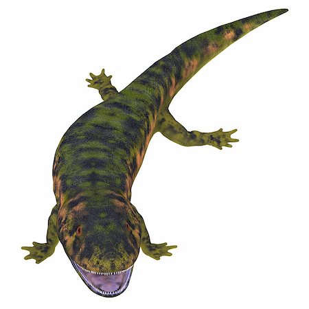 simsearch:400-08694325,k - Dendrerpeton was an extinct genus of amphibious carnivore from the Carboniferous Period of Canada. Foto de stock - Super Valor sin royalties y Suscripción, Código: 400-08771659