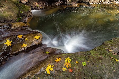 simsearch:400-08071243,k - Fall Season at Rock Creek waterfall with fallen Maple Tree leaves in Clackamas Oregon Stock Photo - Budget Royalty-Free & Subscription, Code: 400-08771794