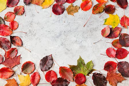 Colorful autumn leaves on a grey stone background. Top view Copy space Foto de stock - Super Valor sin royalties y Suscripción, Código: 400-08772143