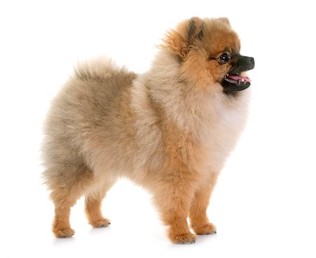 simsearch:400-07426558,k - young pomeranian dog in front of white background Stock Photo - Budget Royalty-Free & Subscription, Code: 400-08773025