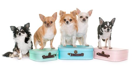 cardboard box and chihuahua in front of white background Stock Photo - Budget Royalty-Free & Subscription, Code: 400-08773023