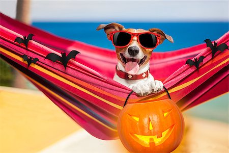 simsearch:400-07250604,k - dog relaxing on a fancy red  hammock with sunglasses and a pumpkin lantern for halloween holidays Stock Photo - Budget Royalty-Free & Subscription, Code: 400-08773257