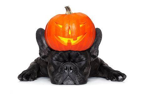 simsearch:400-07250604,k - halloween devil french bulldog  dog ,scared and frightened,sleeping, isolated on white background Stock Photo - Budget Royalty-Free & Subscription, Code: 400-08773258