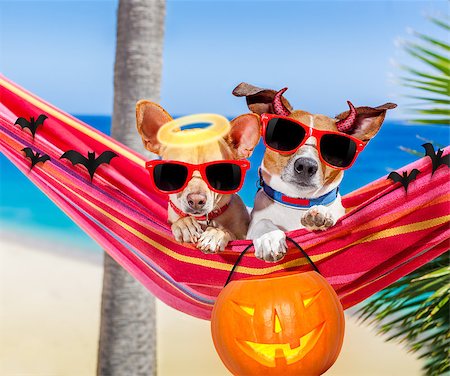 couple of dogs relaxing on a fancy red  hammock with sunglasses and a pumpkin lantern for halloween holidays Stock Photo - Budget Royalty-Free & Subscription, Code: 400-08773264