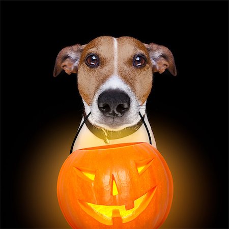 jack russell terrier dog isolated on black background looking at you  with open smacking mouth holding a pumpkin lantern light for halloween Fotografie stock - Microstock e Abbonamento, Codice: 400-08773262