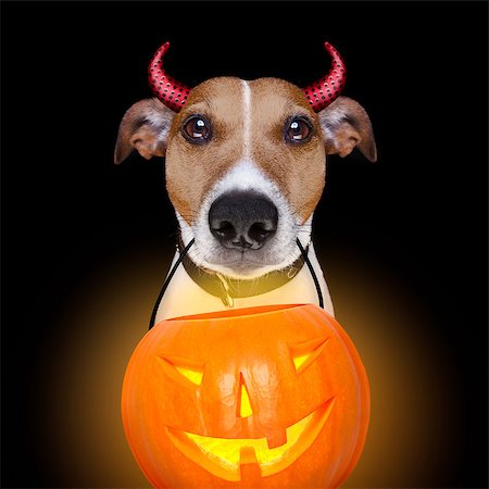 jack russell terrier dog isolated on black background looking at you  with open smacking mouth holding a pumpkin lantern light for halloween Fotografie stock - Microstock e Abbonamento, Codice: 400-08773263