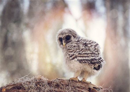 Barred Owlet Perches on a Branch Photographie de stock - Aubaine LD & Abonnement, Code: 400-08773356