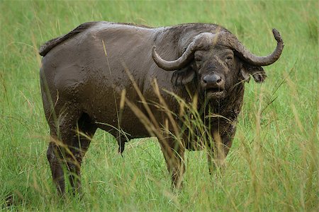 Front view of isolated Buffalo covered with mud in the field Stock Photo - Budget Royalty-Free & Subscription, Code: 400-08773561