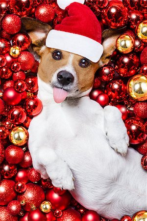 simsearch:400-07050961,k - jack russell terrier  dog with santa claus hat for christmas holidays resting on a xmas balls background sticking out tongue Stock Photo - Budget Royalty-Free & Subscription, Code: 400-08773957