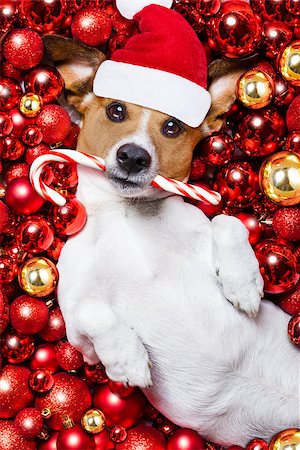 funny jack russell christmas pictures - jack russell terrier  dog with santa claus hat for christmas holidays resting on a xmas balls background with candy sugar stick Stock Photo - Budget Royalty-Free & Subscription, Code: 400-08773958