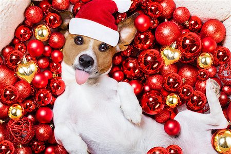 funny jack russell christmas pictures - jack russell terrier  dog with santa claus hat for christmas holidays resting on a xmas balls background sticking out tongue Stock Photo - Budget Royalty-Free & Subscription, Code: 400-08773959