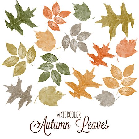 Set of watercolor colorful autumn leaves. Vector illustration. Stock Photo - Budget Royalty-Free & Subscription, Code: 400-08785081