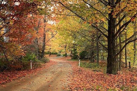 Country road meandering through trees in full Autumn colour of foliage.  Shades of lime green, golden yellow, orange and rusty reds. Stock Photo - Budget Royalty-Free & Subscription, Code: 400-08786463