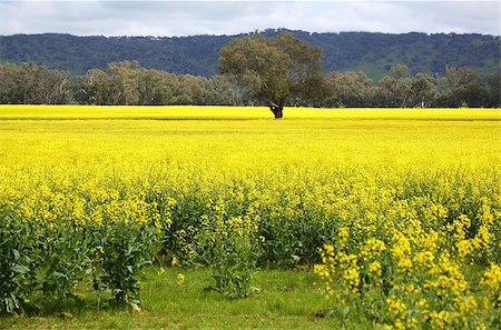 A lone tree stands in the midst of a canola field in full bloom in the spring in Australia Stock Photo - Budget Royalty-Free & Subscription, Code: 400-08786474