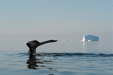 Humpback Whale tail with iceberg on backgrownd Stock Photo - Budget Royalty-Free & Subscription, Code: 400-08786567