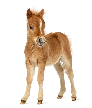 poulin - Side view of a young poney, foal facing against white background Photographie de stock - Aubaine LD & Abonnement, Code: 400-08786906