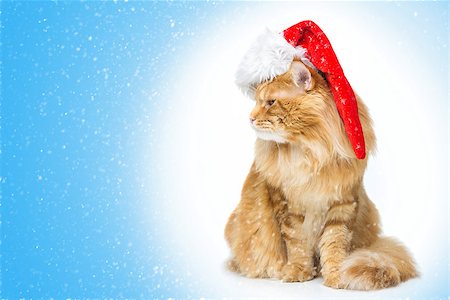 simsearch:400-08787685,k - Big ginger maine coon cat in christmas cap sitting and looking to the side. Circle gradient blue background with falling snow. Copy space. Foto de stock - Super Valor sin royalties y Suscripción, Código: 400-08787688