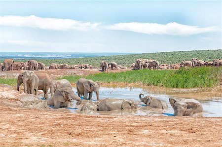 A large group of elephants at a muddy waterhole Foto de stock - Super Valor sin royalties y Suscripción, Código: 400-08788286