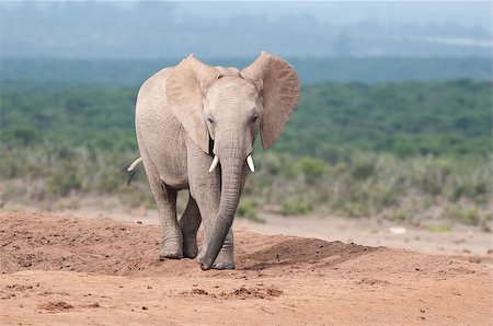 A young adult African Elephant, Loxodonta africana, walking Foto de stock - Super Valor sin royalties y Suscripción, Código: 400-08788289