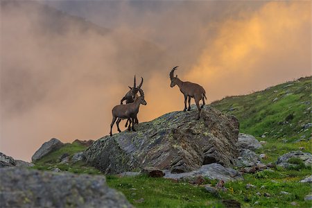 porojnicu (artist) - Alpine ibex (Capra ibex) in Mont Blanc, France Photographie de stock - Aubaine LD & Abonnement, Code: 400-08788710